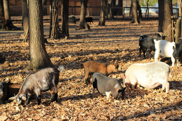 Small farm goats and dark pot-bellied pigs searching for food in dry oak leaves inside a contact zoo enclosure. © Olena