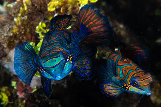 Pair of mandarinfish hovering together amidst reef rubble at Lembeh Strait