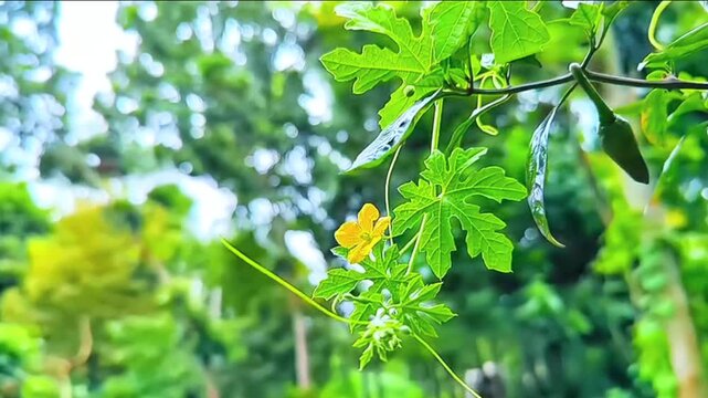 Small yellow bitter melon flower with green leaves