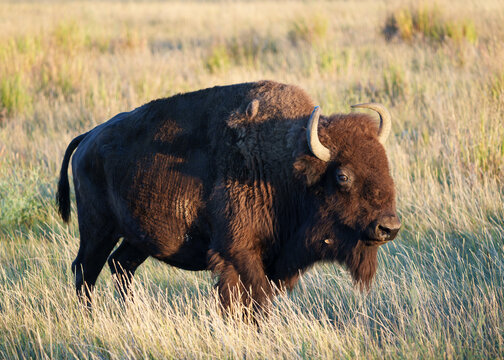 Wild American Bison on the high plains of Colorado. Mammals of North America.