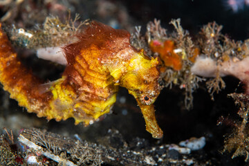 Yellow seahorse anchoring to a soft coral branch at Lembeh Strait © Sergio Llaguno