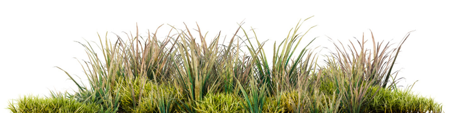 Realistic green grass patch isolated on transparent background, 3D rendering elements for environment design, architectural visualization, landscape backdrop composition, and nature concept