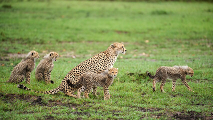 Cheetah mother with four cubs in Masai Mara, Kenya © lucaar
