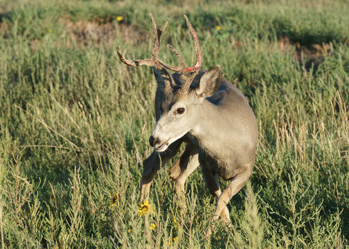 Colorado Wildlife. Wild Deer on the High Plains of Colorado. Mule Deer Buck shedding velvet at sunrise
