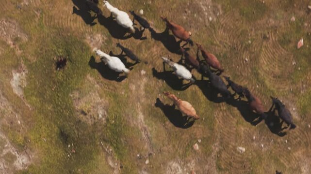 Top-down aerial drone shot of a herd of Mongolian horses running across the open grasslands of the Altai Mountains in western Mongolia, creating a dynamic pattern of animals and shadows.