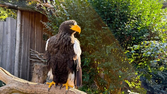 Two White-Tailed Sea Eagles Resting Together in Prague Zoo