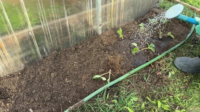Close up of a gardener using a blue watering can to water freshly planted strawberry seedlings in a garden bed outdoors