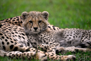 Cheetah cub (Acinonyx jubatus) resting closely with its mother in the grasslands of the Masai Mara, Kenya, showing maternal care and natural family behavior. © lucaar