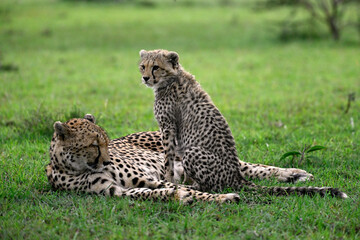 Cheetah Cub Sitting Beside Its Mother in the Masai Mara © lucaar