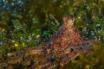 Algae octopus perching amongst green marine flora at Lembeh Strait © Sergio Llaguno