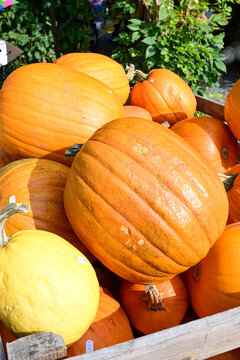 orange pumpkins and yellow squash in wooden crate outdoors during autumn harvest season