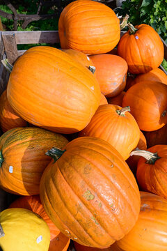 bright orange pumpkins piled together in a garden setting for autumn harvest and halloween celebration