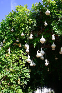 white decorative gourds hanging from green lush tree branch in sunny garden scene