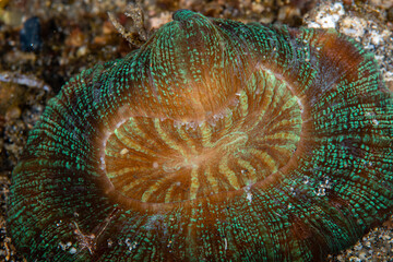 Metallic green and orange open brain coral resting on a gravel seabed at Lembeh Strait © Sergio Llaguno