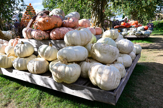 harvest display of white and orange pumpkins on wooden stands in sunny autumn garden