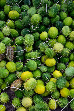 close-up of fresh spiny cucumis anguria fruits in green and yellow shades, natural tropical harvest
