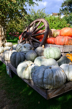 autumn harvest of various pumpkins displayed on wooden cart with rustic wagon wheel in garden