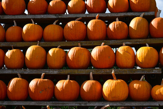 rows of orange pumpkins arranged on wooden shelves outdoors in autumn light for fall decoration