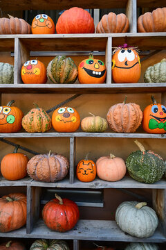 colorful pumpkins with painted faces displayed on wooden shelves for halloween decoration in autumn
