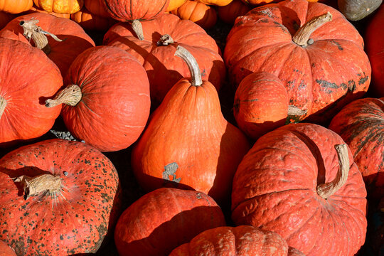 assorted bright orange pumpkins piled together in natural sunlight, autumn harvest concept
