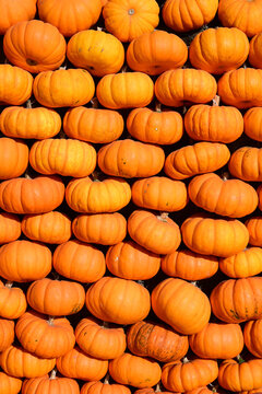 harvest ripe orange pumpkins stacked for autumn fall season decoration and halloween celebration