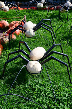 creative halloween decoration with pumpkin spiders crawling on green grass in outdoor garden
