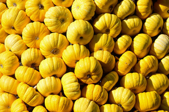 bright yellow pattypan squash pile in sunlight showing fresh summer harvest and farming concept