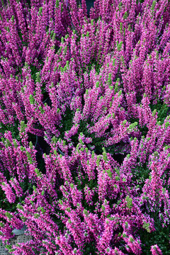 close-up of blooming heather plants with vibrant pink flowers and green foliage in garden