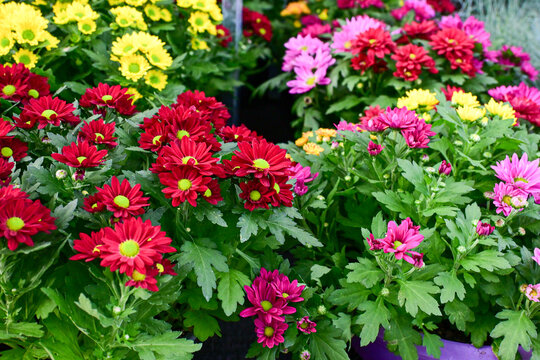 colorful chrysanthemum flowers blooming in garden with vibrant red, pink, and yellow petals and lush green leaves