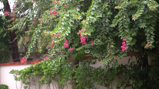 Pink Flowering Shrub Covered with Small Blossoms