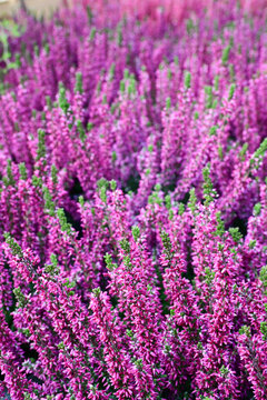 field of blooming purple heather flowers in natural outdoor garden setting during daytime