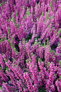 dense blooming purple heather plants in natural outdoor garden during daylight