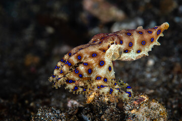Greater blue-ringed octopus crawling across a dark volcanic sand seabed at Lembeh Strait © Sergio Llaguno
