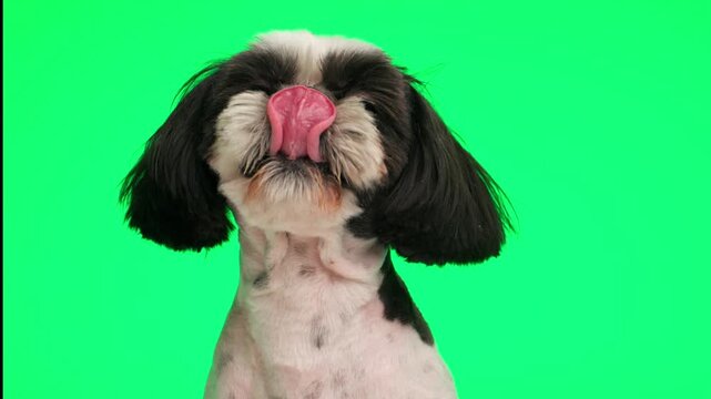 adorable shih tzu puppy looking up, licking nose while exposing his tongue and sitting on green background