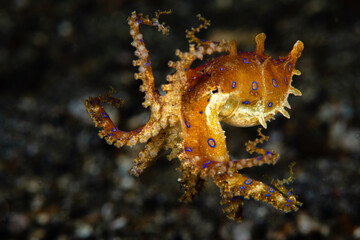 Greater blue-ringed octopus swimming in midwater against a dark backdrop at Lembeh Strait © Sergio Llaguno