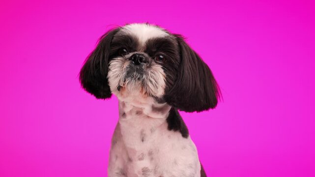 cute little shih tzu puppy looking behind, and around and being vigilant while sitting on pink background