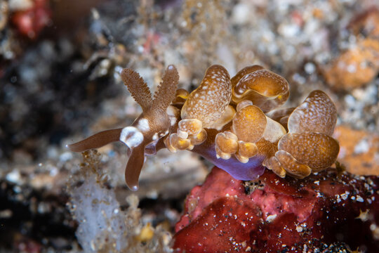 Moebius' big aeolid nudibranch crawling over textured substrate at Lembeh Strait