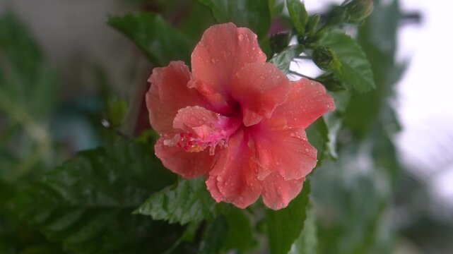 Vibrant Red Hibiscus Flower in Tropical Garden