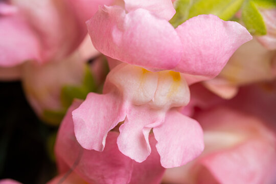 Beautiful Pink Snapdragon Blossom Closeup. Pink Snapdragon Flower in Full Bloom. Elegant Pink Snapdragon Flower with Delicate Petals.