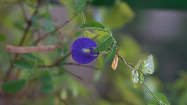 Blue Purple Flower Blooming Among Green Leaves