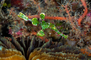 Halimeda ghost pipefish hovering between a branching hydroid and a hard coral colony at Lembeh Strait © Sergio Llaguno