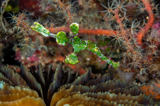 Halimeda ghost pipefish hovering between a branching hydroid and a hard coral colony at Lembeh Strait