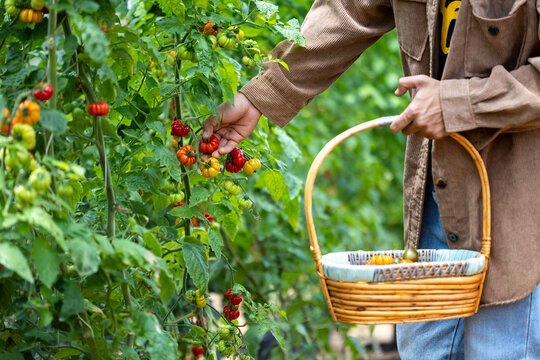Farmer is picking fresh tomatoes in the field of organics vegetables garden for harvest season and healthy diet food in countryside homestead for agriculture and homestead produce