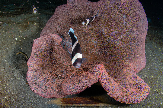 Saddleback clownfish guarding a clutch of orange eggs laid on a piece of wood at the base of a carpet anemone in Lembeh Strait