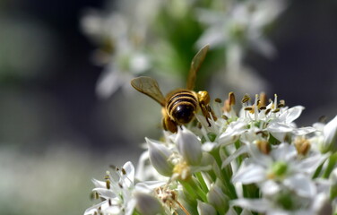 Biene auf blühendem Schnittknoblauch © christiane65