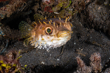 Spotbase burrfish hovering horizontally just above a dark volcanic substrate at Lembeh Strait © Sergio Llaguno