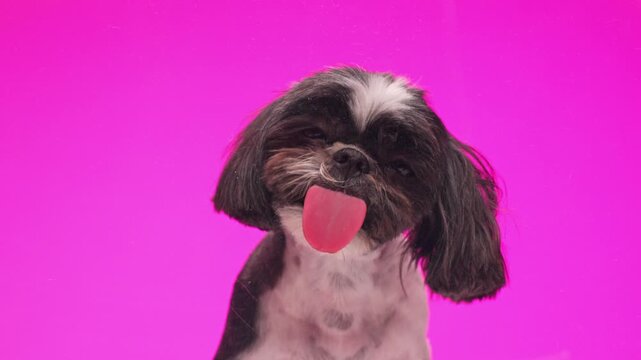 adorable little shih tzu puppy sticking out tongue and licking glass while sitting in front of pink background