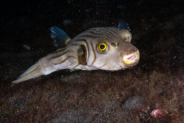 Narrow-lined pufferfish hovering horizontally over a dark volcanic substrate at Lembeh Strait © Sergio Llaguno