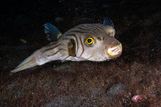 Narrow-lined pufferfish hovering horizontally over a dark volcanic substrate at Lembeh Strait