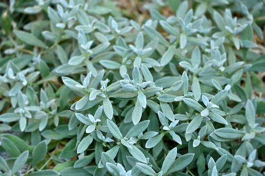 Snow-in-Summer (Cerastium tomentosum) plant